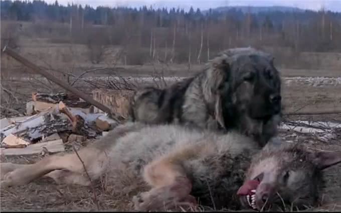 现存的最强猛犬能不能打过北美灰狼?为什么?