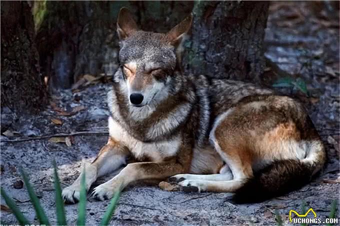 现存的最强猛犬能不能打过北美灰狼?为什么?