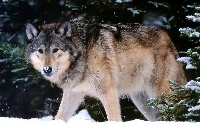 现存的最强猛犬能不能打过北美灰狼?为什么?