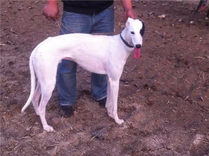 simon说狗：优雅的猎人灵缇