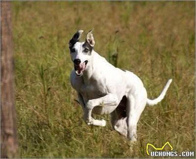 simon说狗：优雅的猎人灵缇