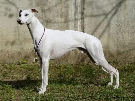 simon说狗：优雅的猎人灵缇