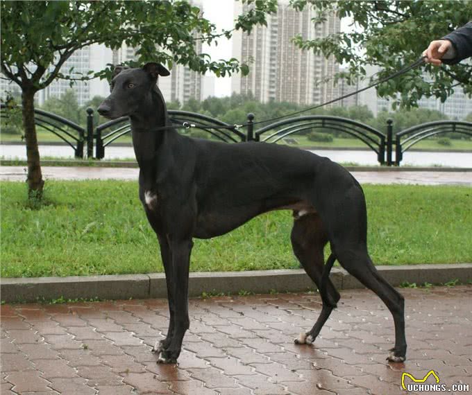 simon说狗：优雅的猎人灵缇