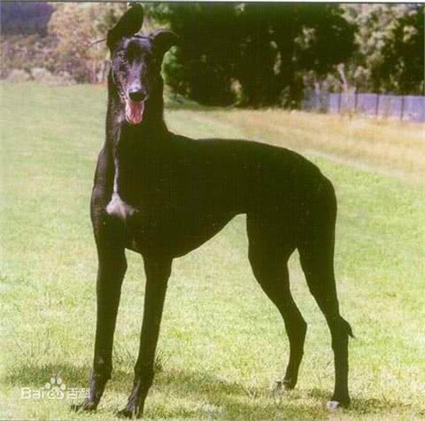 simon说狗：优雅的猎人灵缇