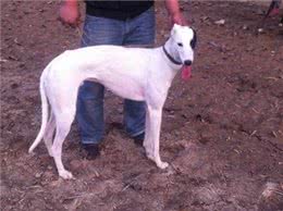 simon说狗：优雅的猎人灵缇