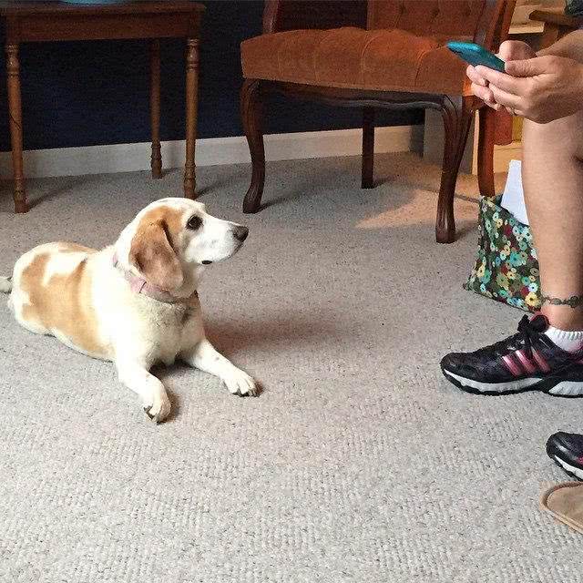 紧急时刻吼一句，如果狗狗能听话回来，那就是在救它