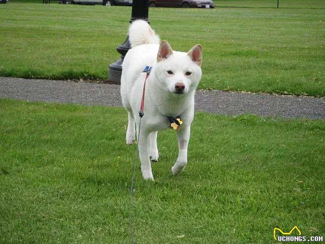 紧急时刻吼一句，如果狗狗能听话回来，那就是在救它