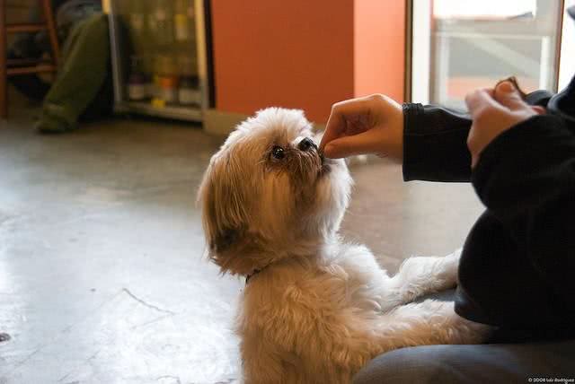 紧急时刻吼一句，如果狗狗能听话回来，那就是在救它