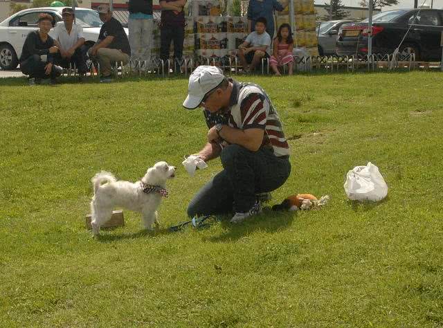 紧急时刻吼一句，如果狗狗能听话回来，那就是在救它
