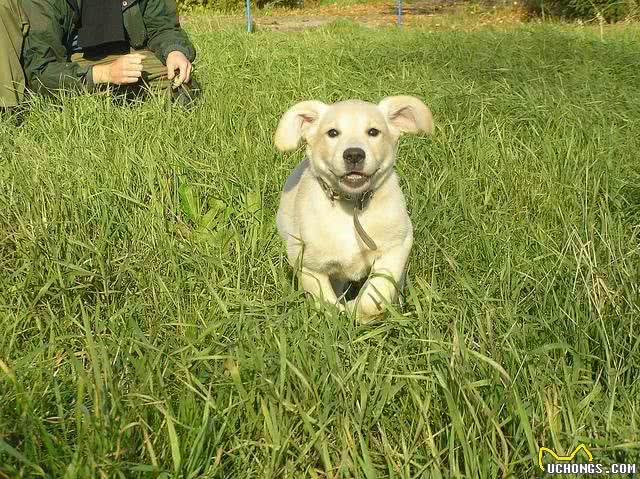 紧急时刻吼一句，如果狗狗能听话回来，那就是在救它