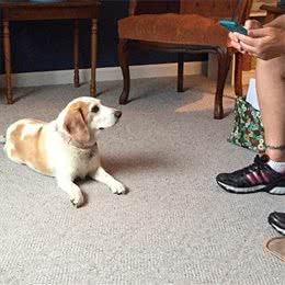 紧急时刻吼一句，如果狗狗能听话回来，那就是在救它