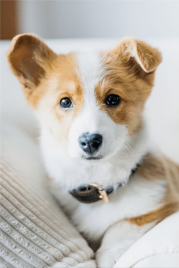 给狗狗补钙，不妨这样做，是有成效的