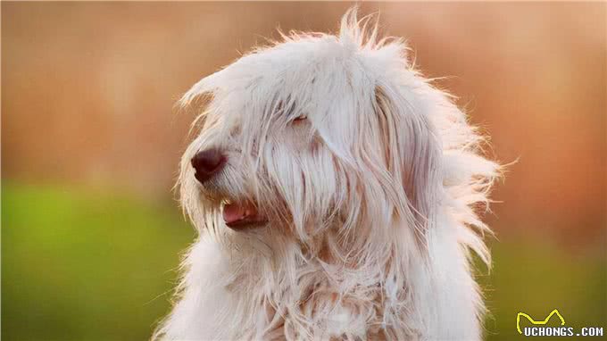 给狗狗补钙，不妨这样做，是有成效的