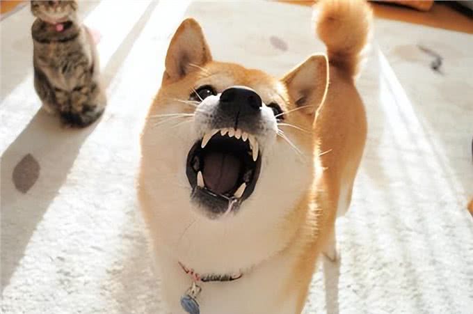 给狗狗补钙，不妨这样做，是有成效的