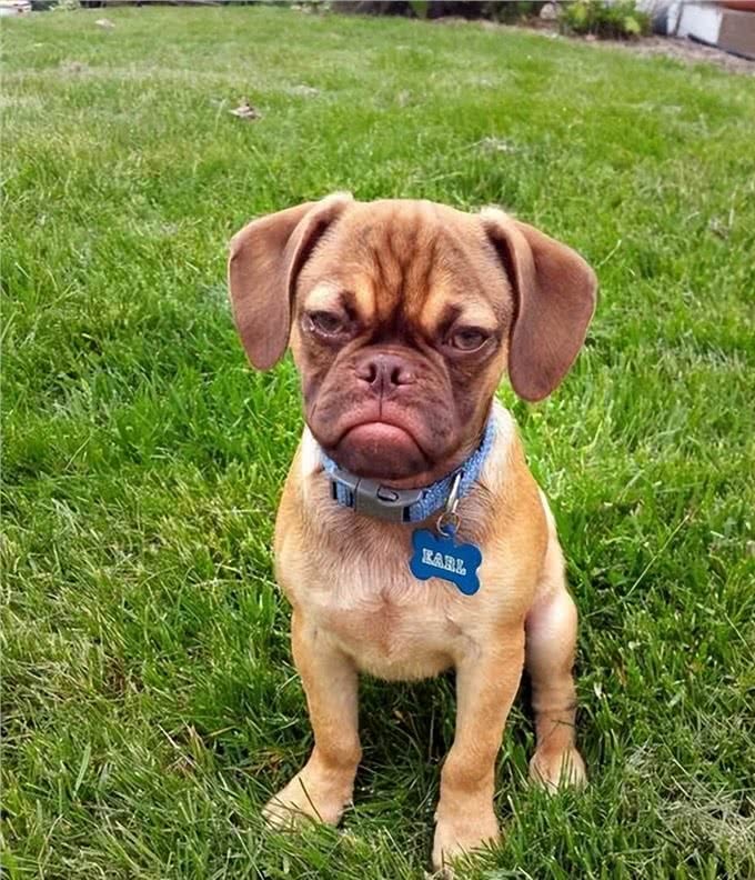 给狗狗补钙，不妨这样做，是有成效的