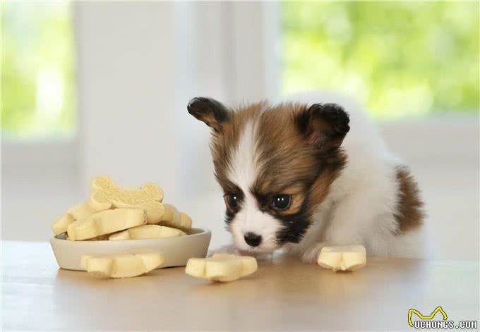 给狗狗补钙，不妨这样做，是有成效的