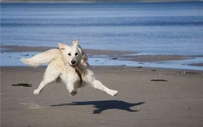 给狗狗补钙，不妨这样做，是有成效的