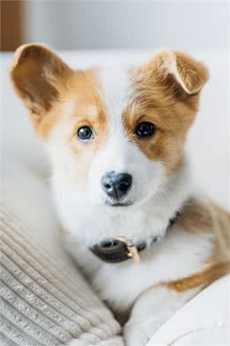 给狗狗补钙，不妨这样做，是有成效的