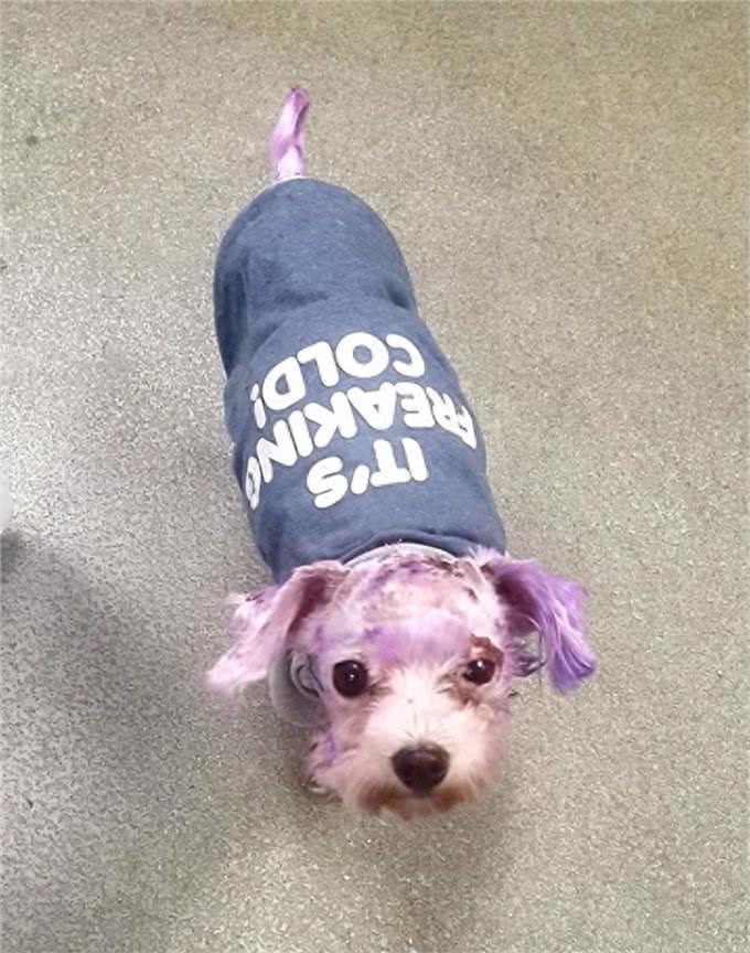 原主人给马耳他犬染了最新流行的紫色，差点要了它的命!