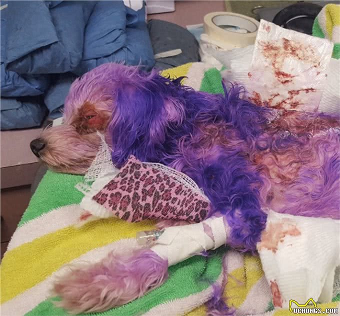 原主人给马耳他犬染了最新流行的紫色，差点要了它的命!