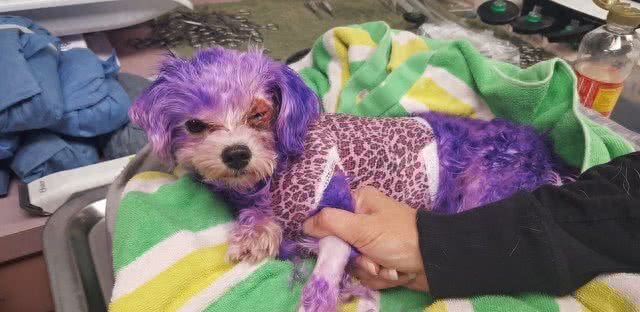 原主人给马耳他犬染了最新流行的紫色，差点要了它的命!