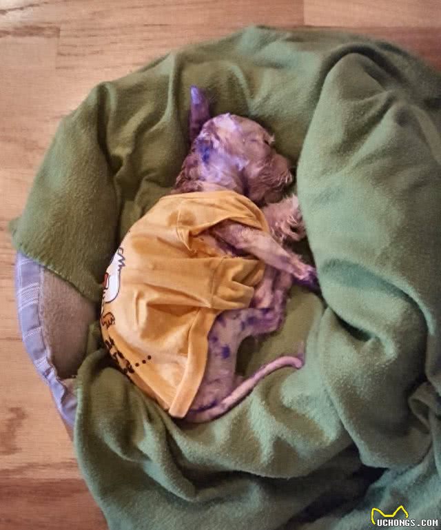 原主人给马耳他犬染了最新流行的紫色，差点要了它的命!