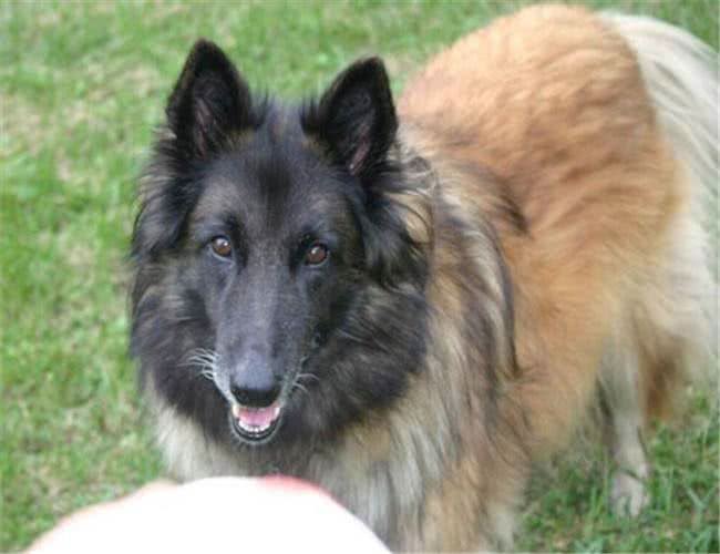 养这些牧羊犬，主子们可得好好调教，不然分分钟给甩脸色!