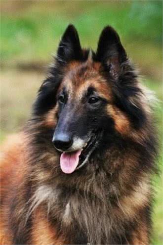 养这些牧羊犬，主子们可得好好调教，不然分分钟给甩脸色!