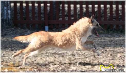 养这些牧羊犬，主子们可得好好调教，不然分分钟给甩脸色!