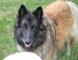 养这些牧羊犬，主子们可得好好调教，不然分分钟给甩脸色!