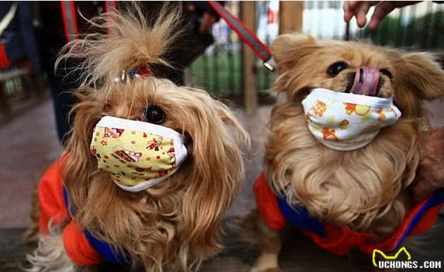 犬窝咳传染性极强!狗狗是不是经常干咳干呕?