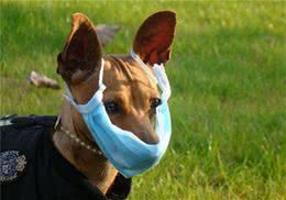 犬窝咳传染性极强!狗狗是不是经常干咳干呕?