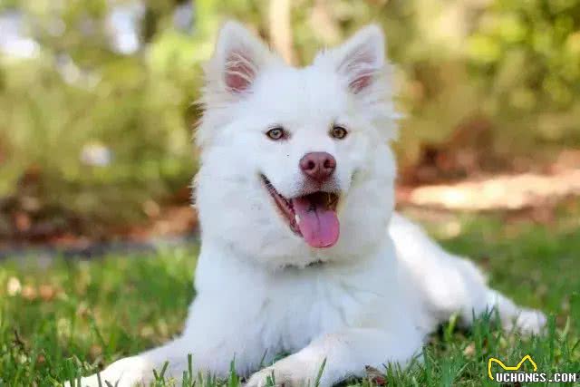 狗狗走丢了怎么办呢?这几个小妙招狗主们可要好好学一下啦