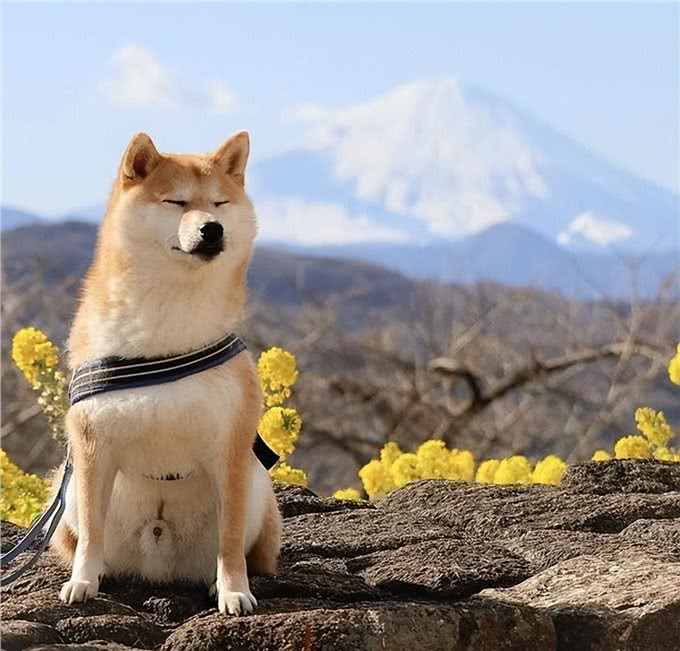 纯种柴犬的标准有哪些呢?