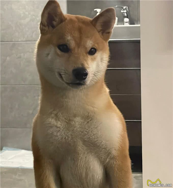 纯种柴犬的标准有哪些呢?