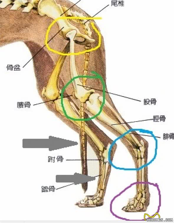 纯种柴犬的标准有哪些呢?