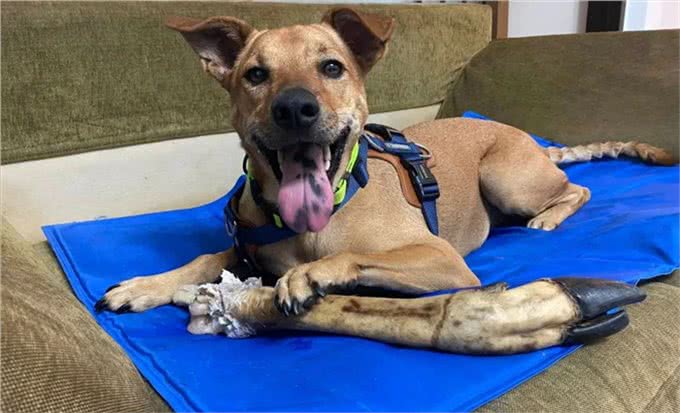 出门三天，抱着狗狗超不舍，狗狗表情却无奈，到底是谁分离焦虑?