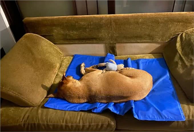 出门三天，抱着狗狗超不舍，狗狗表情却无奈，到底是谁分离焦虑?