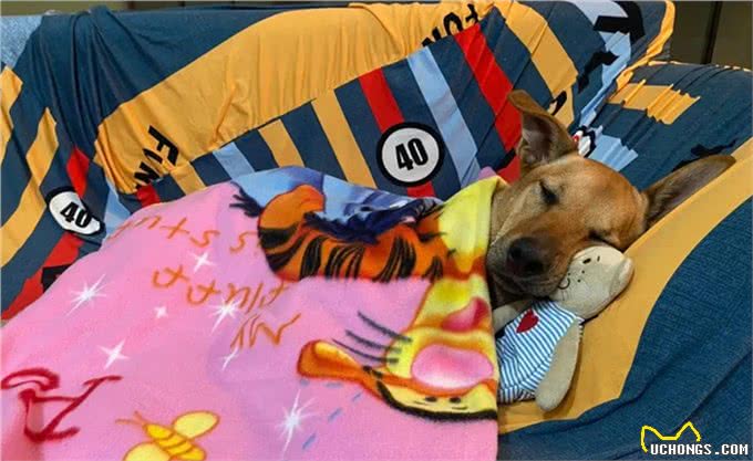 出门三天，抱着狗狗超不舍，狗狗表情却无奈，到底是谁分离焦虑?