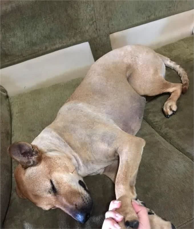 出门三天，抱着狗狗超不舍，狗狗表情却无奈，到底是谁分离焦虑?