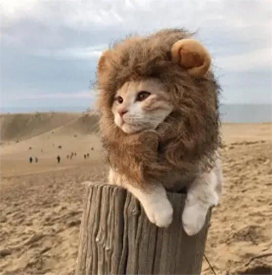 狮猫，一只小狮子般威风凛凛