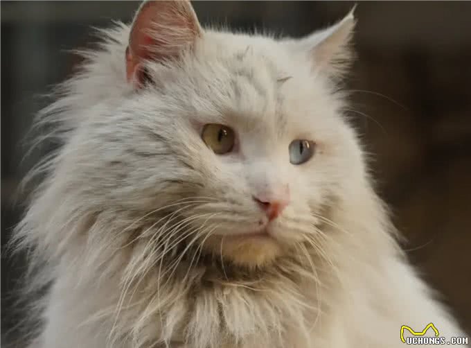 狮猫，一只小狮子般威风凛凛