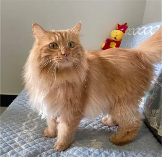 狮猫，一只小狮子般威风凛凛