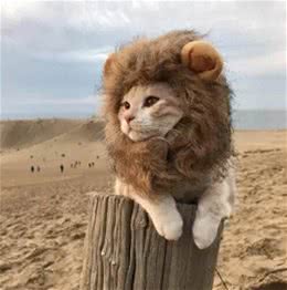 狮猫，一只小狮子般威风凛凛