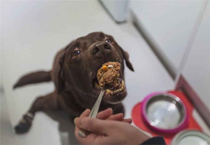 宠物健康:狗怎么增加免疫力