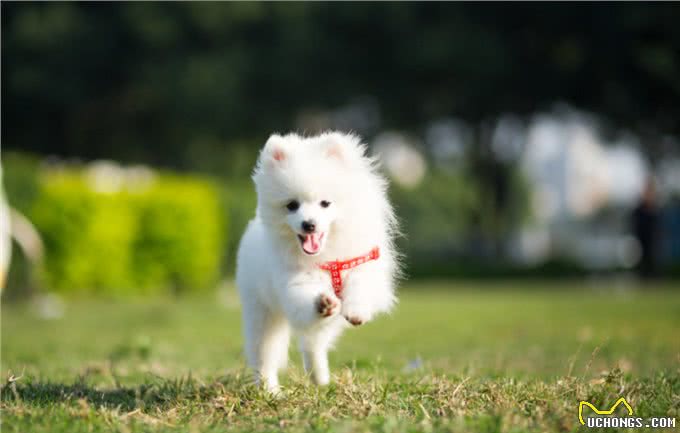 宠物健康:狗怎么增加免疫力