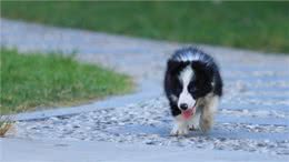 宠物健康:狗怎么增加免疫力