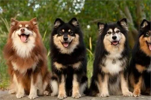 到底是狼是狗，长得最像狼的狗狗种类，你都认识吗