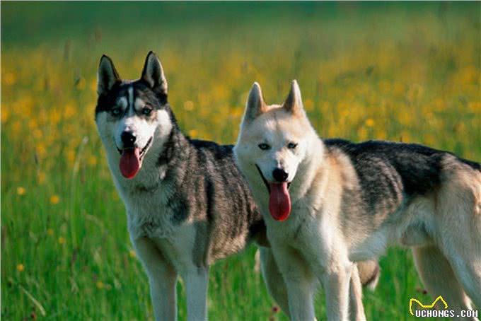 到底是狼是狗，长得最像狼的狗狗种类，你都认识吗