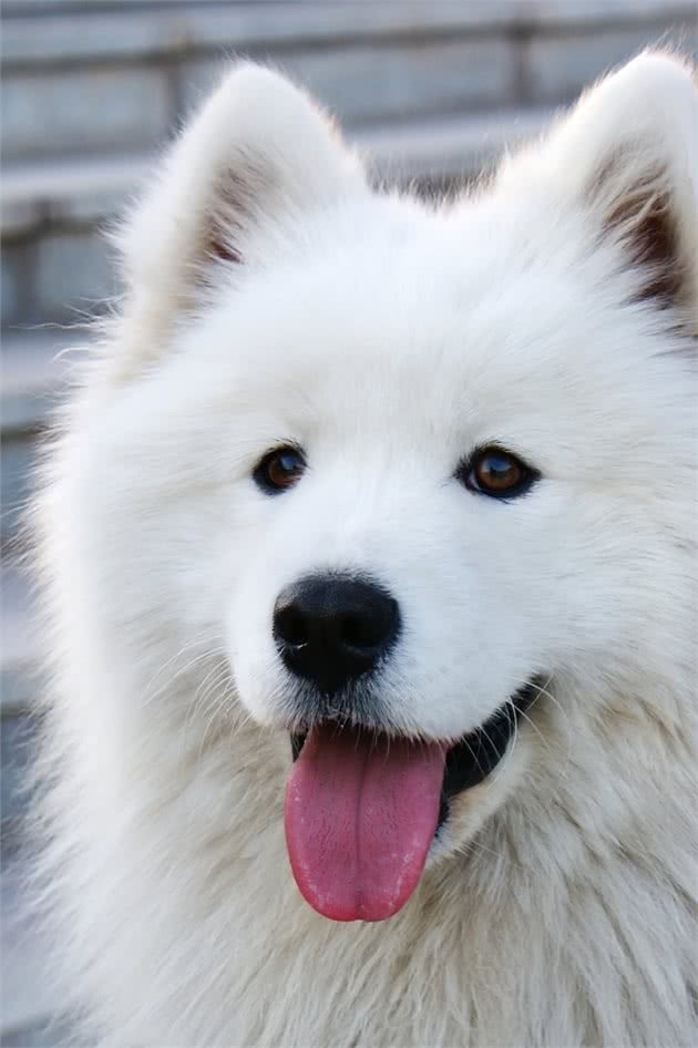 到底是狼是狗，长得最像狼的狗狗种类，你都认识吗